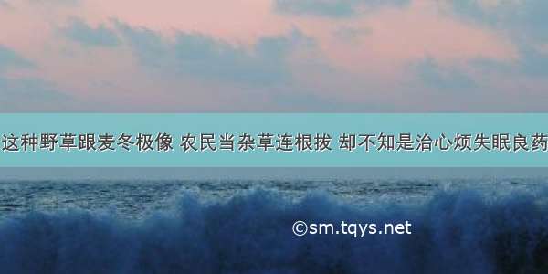 这种野草跟麦冬极像 农民当杂草连根拔 却不知是治心烦失眠良药