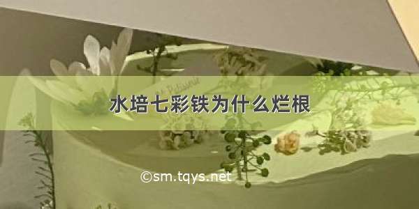 水培七彩铁为什么烂根