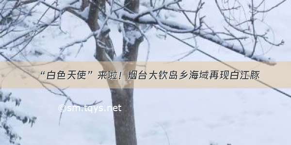 “白色天使”来啦！烟台大钦岛乡海域再现白江豚