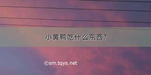 小黄鸭吃什么东西?