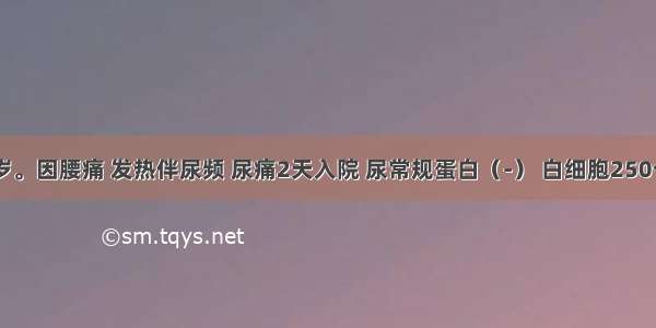 女性 26岁。因腰痛 发热伴尿频 尿痛2天入院 尿常规蛋白（-） 白细胞250个/HP 临