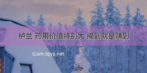 栌兰 药用价值特别大 摘到就是赚到