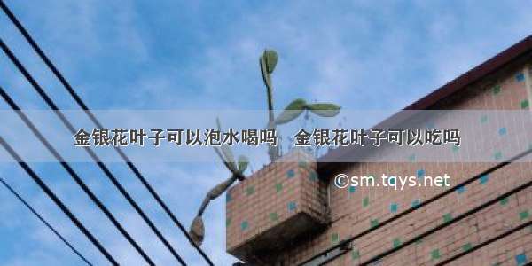 金银花叶子可以泡水喝吗   金银花叶子可以吃吗