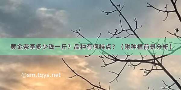 黄金奈李多少钱一斤？品种有何特点？（附种植前景分析）