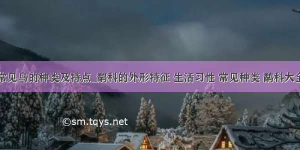 常见鸟的种类及特点_鹬科的外形特征 生活习性 常见种类 鹬科大全