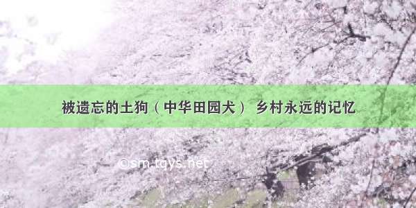 被遗忘的土狗（中华田园犬） 乡村永远的记忆