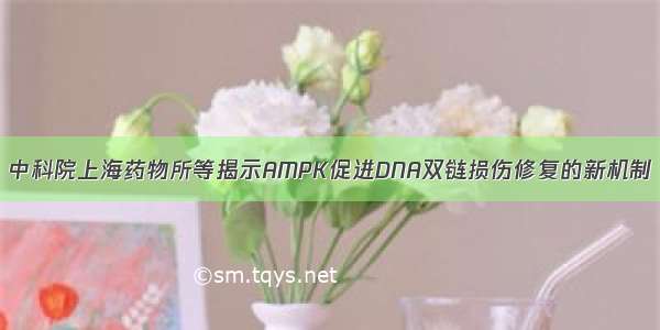 中科院上海药物所等揭示AMPK促进DNA双链损伤修复的新机制