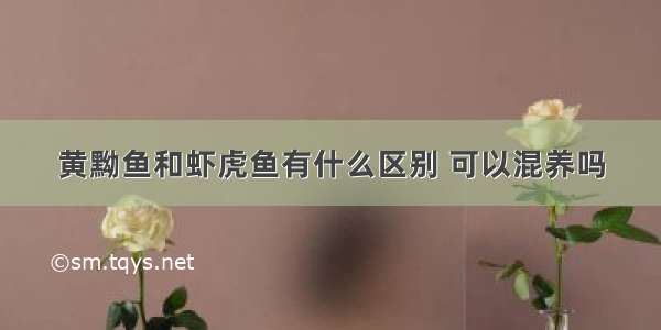 黄黝鱼和虾虎鱼有什么区别 可以混养吗