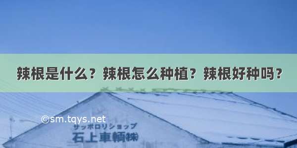 辣根是什么？辣根怎么种植？辣根好种吗？