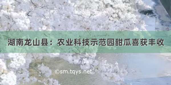 湖南龙山县：农业科技示范园甜瓜喜获丰收