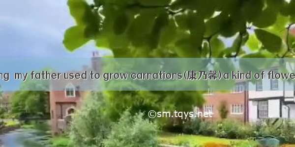 When I was young  my father used to grow carnations(康乃馨)a kind of flower which was