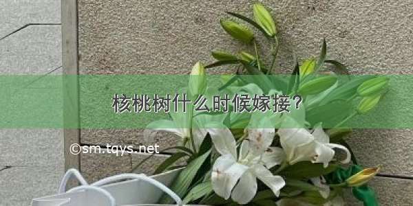 核桃树什么时候嫁接？