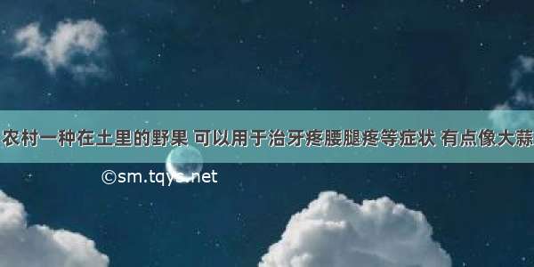 农村一种在土里的野果 可以用于治牙疼腰腿疼等症状 有点像大蒜