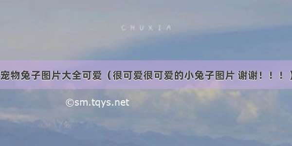 宠物兔子图片大全可爱（很可爱很可爱的小兔子图片 谢谢！！！）