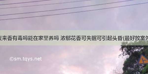 夜来香有毒吗能在家里养吗 浓郁花香可失眠可引起头昏(最好放室外)