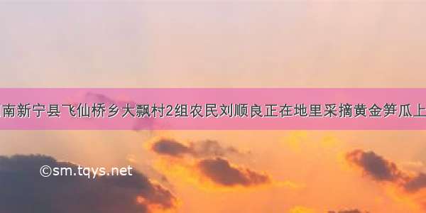 湖南新宁县飞仙桥乡大飘村2组农民刘顺良正在地里采摘黄金笋瓜上市