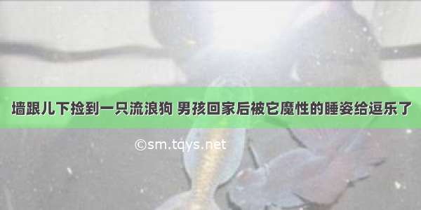 墙跟儿下捡到一只流浪狗 男孩回家后被它魔性的睡姿给逗乐了