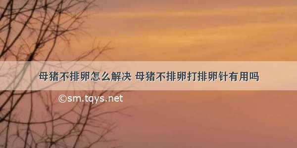 母猪不排卵怎么解决 母猪不排卵打排卵针有用吗