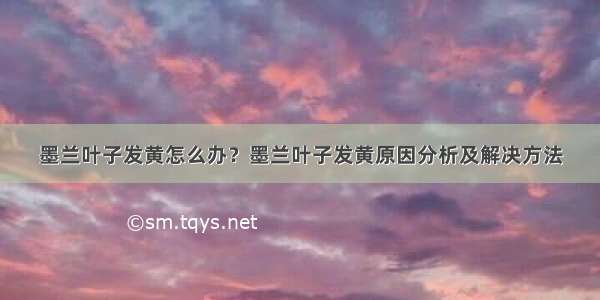 墨兰叶子发黄怎么办？墨兰叶子发黄原因分析及解决方法