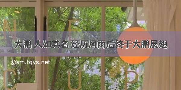 大鹏 人如其名 经历风雨后终于大鹏展翅