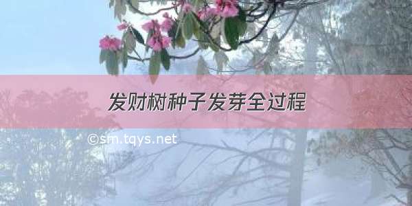 发财树种子发芽全过程