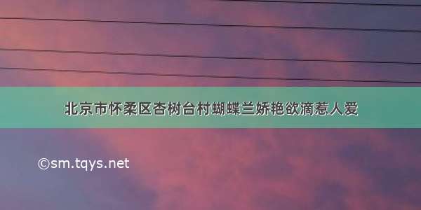 北京市怀柔区杏树台村蝴蝶兰娇艳欲滴惹人爱