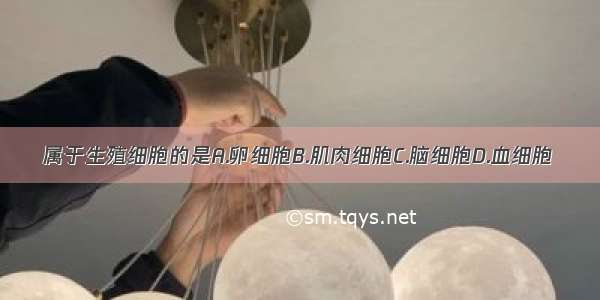 属于生殖细胞的是A.卵细胞B.肌肉细胞C.脑细胞D.血细胞