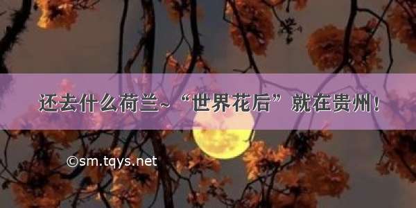 还去什么荷兰~“世界花后”就在贵州！