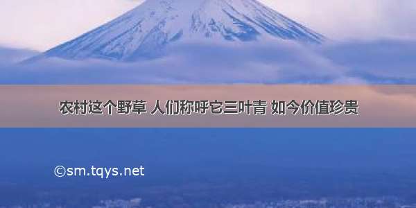 农村这个野草 人们称呼它三叶青 如今价值珍贵