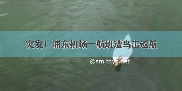 突发！浦东机场一航班遭鸟击返航