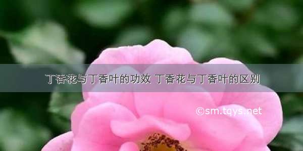 丁香花与丁香叶的功效 丁香花与丁香叶的区别