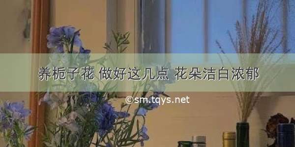 养栀子花 做好这几点 花朵洁白浓郁