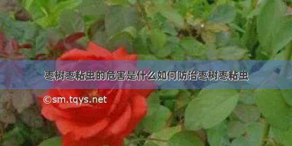 枣树枣粘虫的危害是什么如何防治枣树枣粘虫