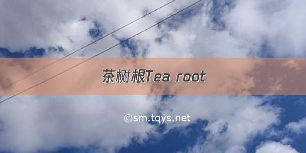 茶树根Tea root