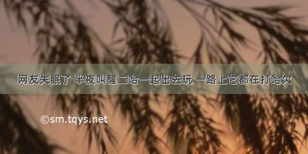 网友失眠了 半夜叫醒二哈一起出去玩 一路上它都在打哈欠