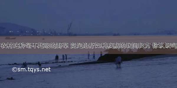 农村这种毫不起眼的野草 竟是治疗妇科疾病的民间良方 你认识吗