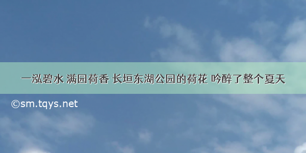 一泓碧水 满园荷香 长垣东湖公园的荷花 吟醉了整个夏天