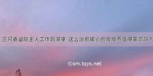 三只泰迪陪主人工作到深夜 这么治愈暖心的狗狗不值得喜欢吗？