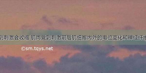 已知肌肉受到刺激会收缩 肌肉受到刺激前后肌细胞内外的电位变化和神经纤维的电位变化