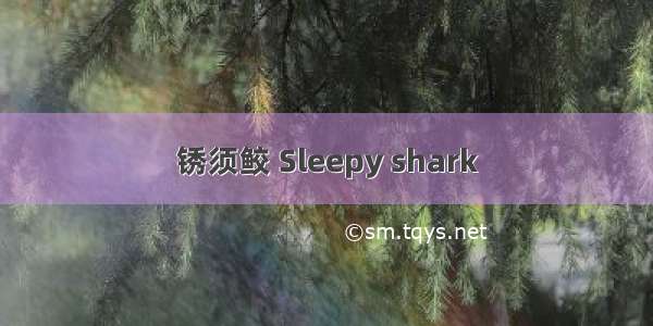 锈须鲛 Sleepy shark