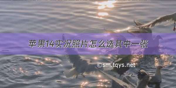 苹果14实况照片怎么选其中一张