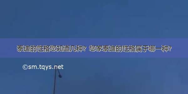 泰迪的性格您知道几种？您家泰迪的性格属于哪一种？