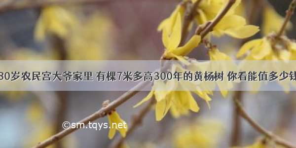 80岁农民宫大爷家里 有棵7米多高300年的黄杨树 你看能值多少钱