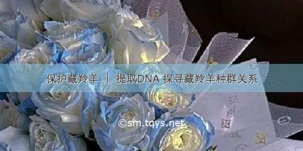 保护藏羚羊 ｜ 提取DNA 探寻藏羚羊种群关系