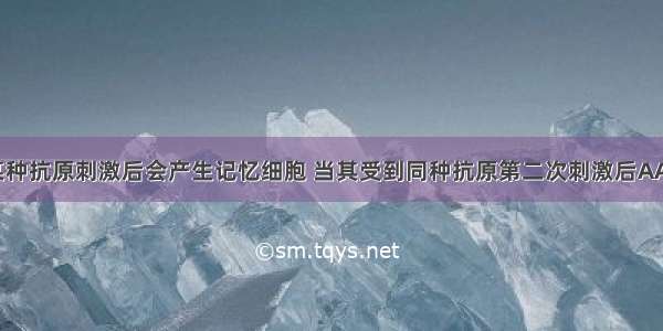 人体受到某种抗原刺激后会产生记忆细胞 当其受到同种抗原第二次刺激后AA. 记忆细胞