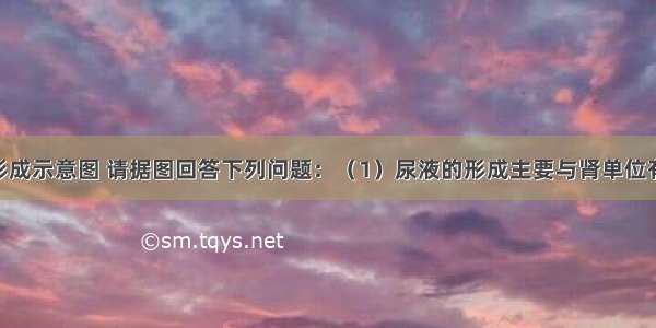 图是尿液形成示意图 请据图回答下列问题：（1）尿液的形成主要与肾单位有关 肾单位