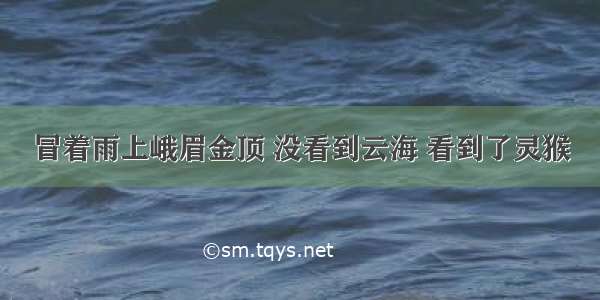 冒着雨上峨眉金顶 没看到云海 看到了灵猴