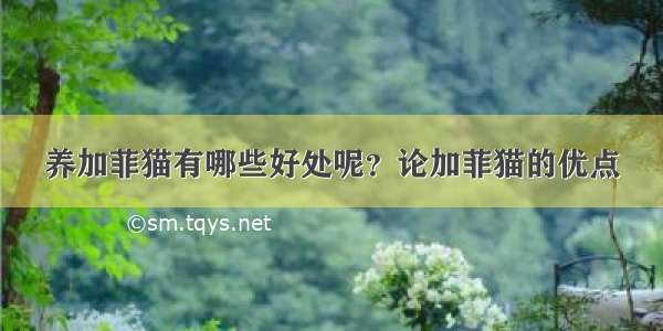 养加菲猫有哪些好处呢？论加菲猫的优点