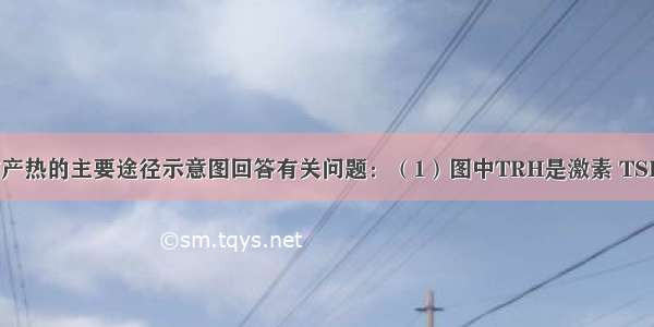 根据人体调节产热的主要途径示意图回答有关问题：（1）图中TRH是激素 TSH是激素。（2