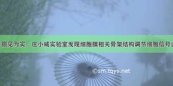 Science | 眼见为实：庄小威实验室发现细胞膜相关骨架结构调节细胞信号通路的机制